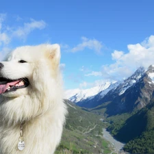 Sky, Mountains, White, dog