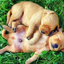 puppies, Sleeping, Two cars, grass, little doggies