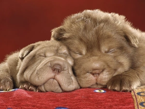 Sleeping, Shar Pei, Two cars