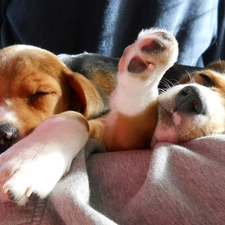 Sleeping, puppies, Two cars