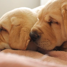 Shar Pei, puppies, Two cars, Sleeping