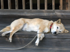 sleepy, Shiba inu