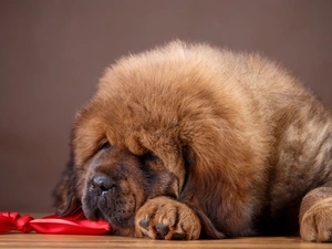 sleepy, Tibetan Mastiff