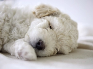 White, Puppy, poodle, sleepy