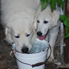 slovak czuwacze, bucket, Two cars