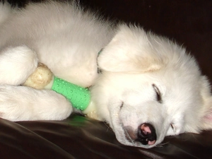 sleepy, Kuvasz, toy, small