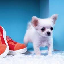 doggy, sneakers, White