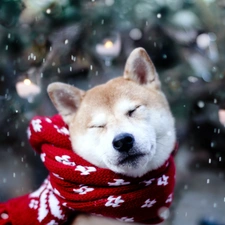 snow, Scarf, dog, Akita Inu