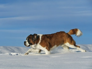 snow, Beatyfull, Bernard