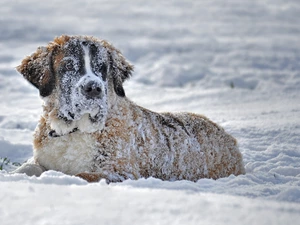 snow, lying, Bernard