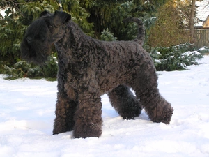 snow, Kerry blue terrier