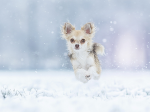 snow, dog, Chihuahua