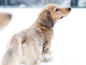 snow, winter, dachshund, Longhaired