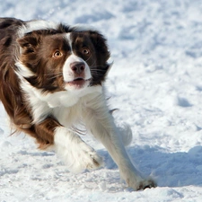 snow, dog