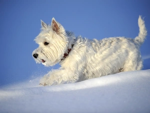 dog, snow, White