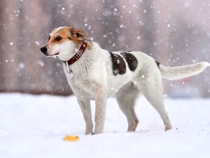 snow, winter, dog