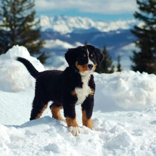 snow, dog