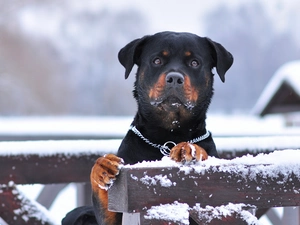 snow, Rottweiler, Fance