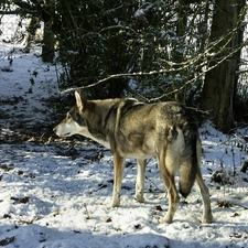 forest, snow, Saarlooswolfhond
