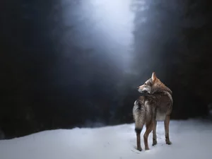 dog, snow, forest, Czechoslovakian Wolfdog