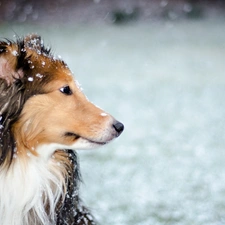 Fur, snow, dog