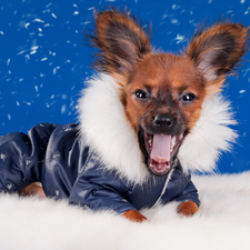 snow, clothes, funny, graphics, doggy