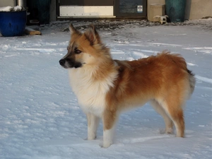 snow, The Icelandic Sheepdog