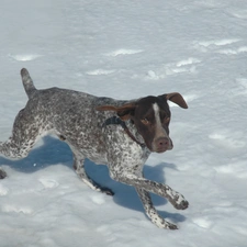 snow, Pointer