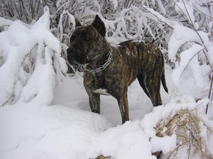 snow, winter, Perro de Presa Canario