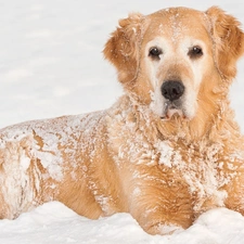 snow, Golden Retriever, winter