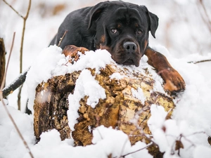 snow, dog, Rottweiler