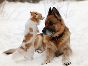 snow, german, Dogs, Chihuahua, sheep-dog