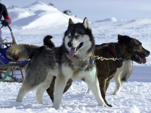 snow, sleigh, Siberian Husky