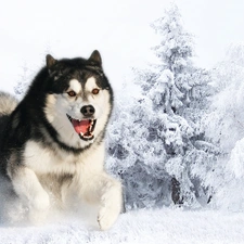 snow, winter, Siberian, Husky