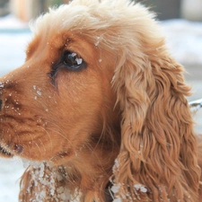 Spaniel, snow, Cocker