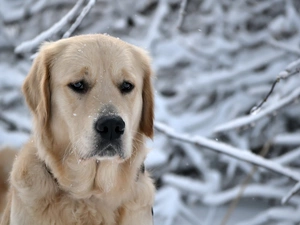 snow, branch pics, Sponge, Labrador