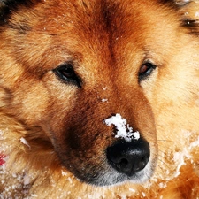 sprinkle, snow, dog