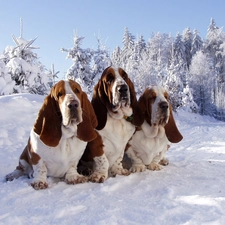 snow, Bassets, Three, puppies