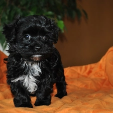 Sofa, Bichon, Black, doggy