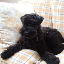 sofa, Kerry blue terrier