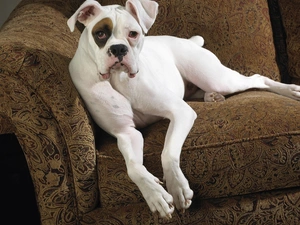 Sofa, White, boxer