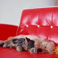 Sofa, red hot, cat, dog