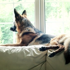 Sofa, Window, sheep-dog, german