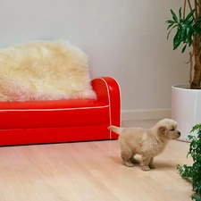 sofa, floor, small, Flower, Puppy