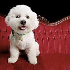 sofa, dog-collar, White, poodle