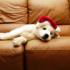 Sofa, Hat, White, Puppy