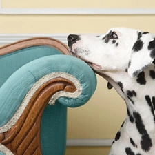 support, Sofas, Dalmatian