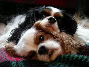 Cavalier King Charles spaniel, Two cars, Dogs