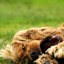 Spaniel, Cocker