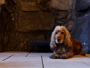 Spaniel, dog, Cocker